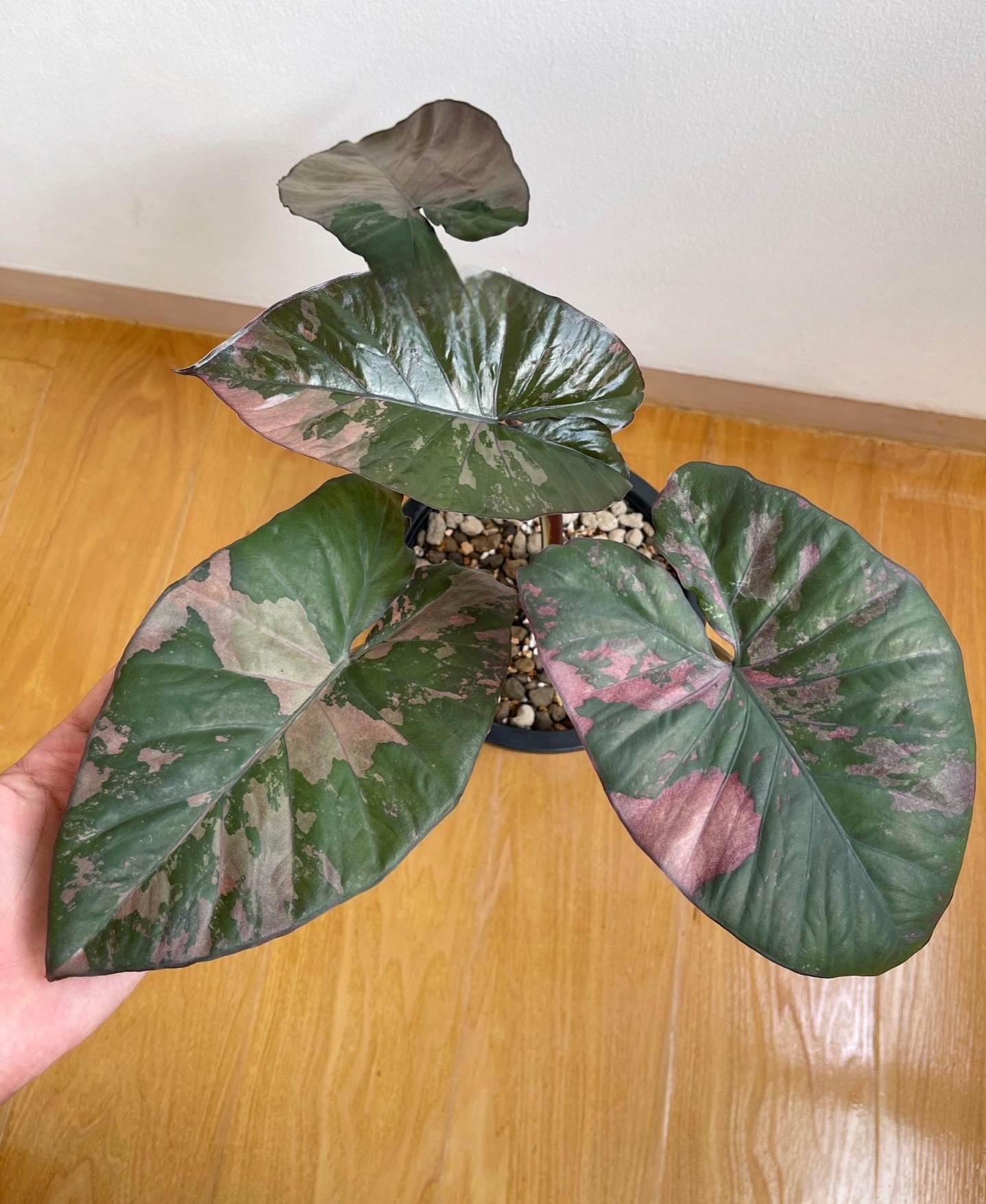 Plant image